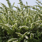 Strauchspiere 'Snowmound'