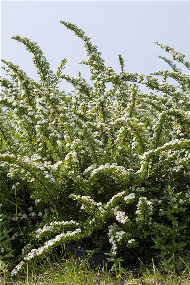 Strauchspiere 'Snowmound'