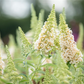 Schmetterlingsflieder BUZZ™ 'Ivory'