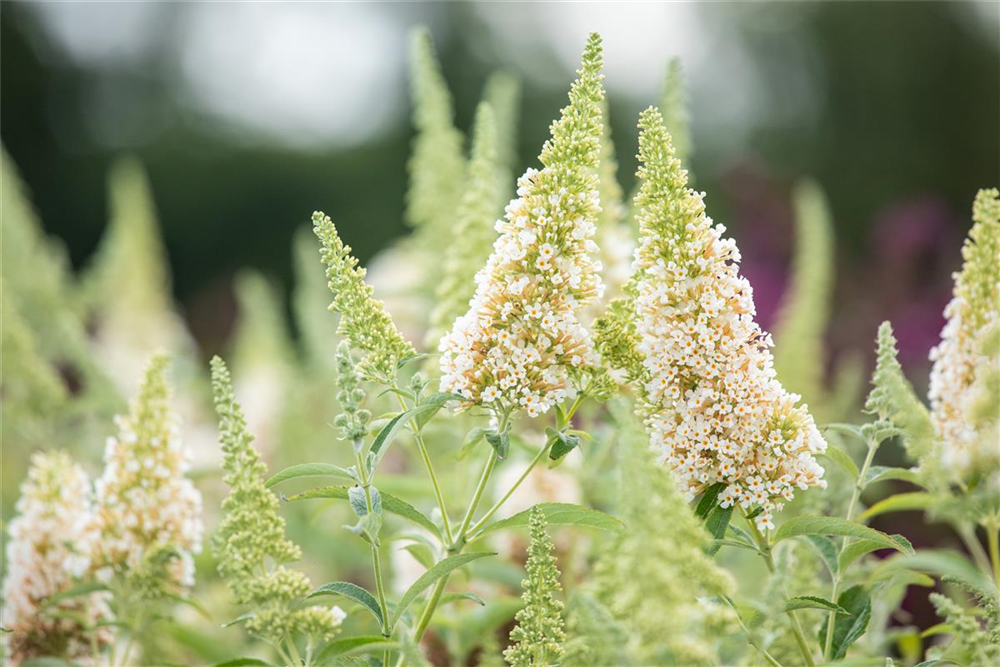 Schmetterlingsflieder BUZZ™ 'Ivory'