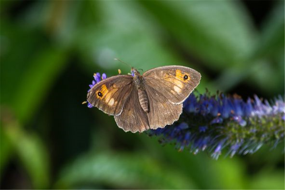 Asiatischer Kandelaberehrenpreis 'Apollo'
