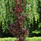 Säulen-Blutbuche 'Dawyck Purple'