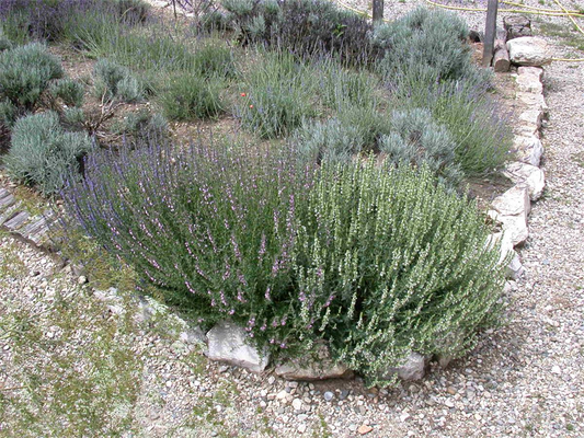 Bastard-Garten-Lavendel