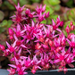 Garten-Teppich-Fettblatt 'Fuldaglut'