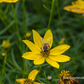 Coreopsis verticillata 'Zagreb'