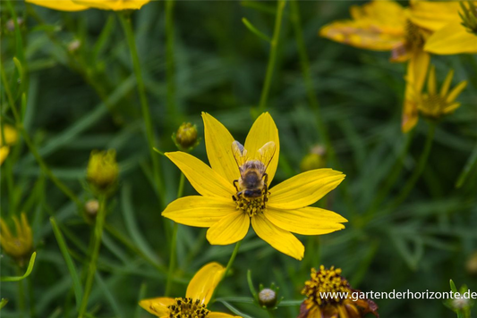 Coreopsis verticillata 'Zagreb'