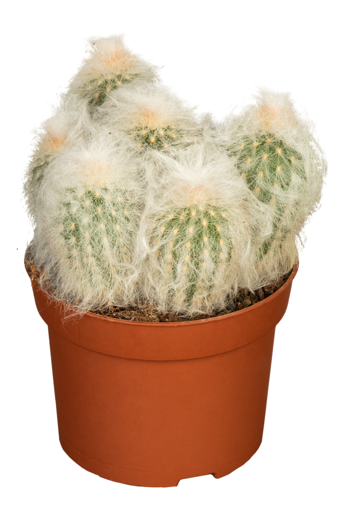 Säulenkaktus behaart