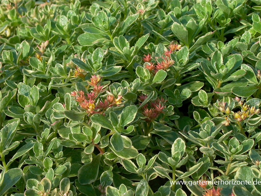 Sedum kamtschaticum 'Variegatum'