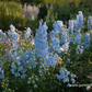 Delphinium x bellad.'Ballkleid'
