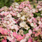 Rispenhortensie 'Magical Fire'®