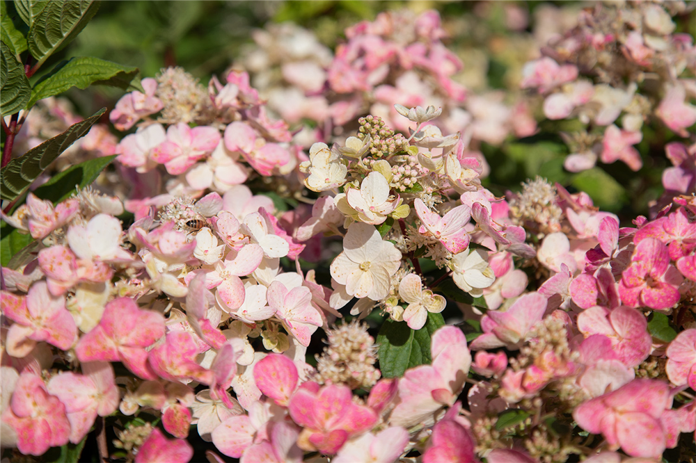 Rispenhortensie 'Magical Fire'®
