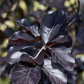Säulen-Blutbuche 'Dawyck Purple'