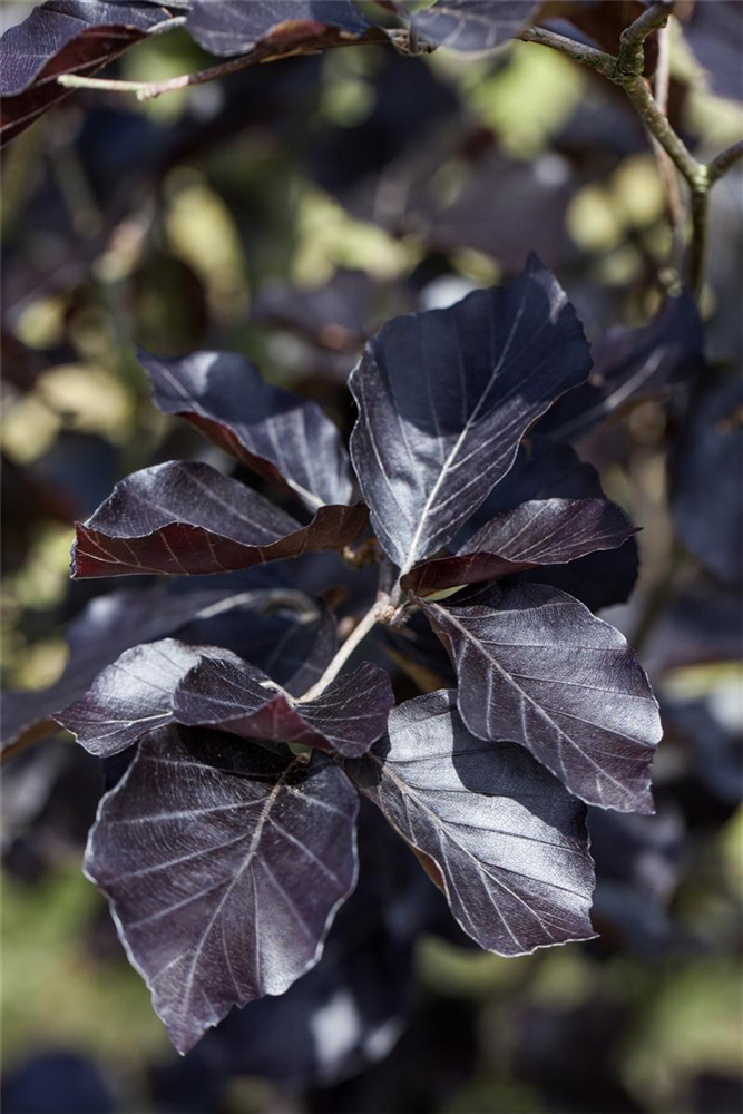 Säulen-Blutbuche 'Dawyck Purple'
