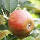 Herbstapfel 'Holsteiner Cox'
