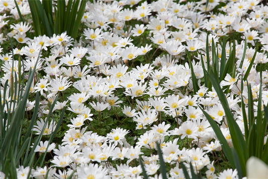 Garten-Strahlen-Windröschen 'White Splendour'