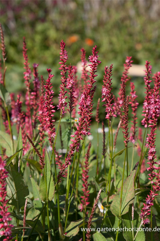 Bistorta amplexicaulis 'Orangofield'