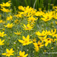 Coreopsis verticillata 'Zagreb'