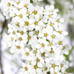 Weiße Rispenspiere 'Grefsheim'