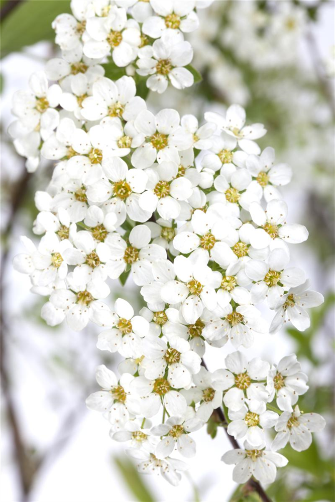 Weiße Rispenspiere 'Grefsheim'