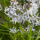 Amsonia