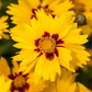 Coreopsis lanceolata 'Sterntaler'