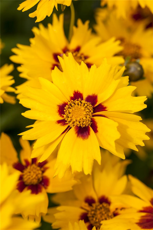 Coreopsis lanceolata 'Sterntaler'