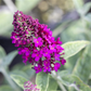 Schmetterlingsflieder 'Red Chip'®