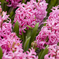 Hyazinthe 'Jan Bos'