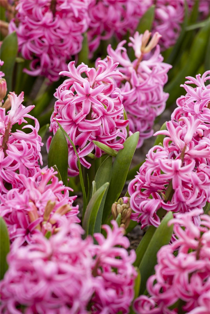 Hyazinthe 'Jan Bos'