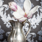 Tulpen-Magnolie