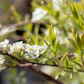 Weiße Rispenspiere 'Grefsheim'