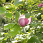 Tulpen-Magnolie