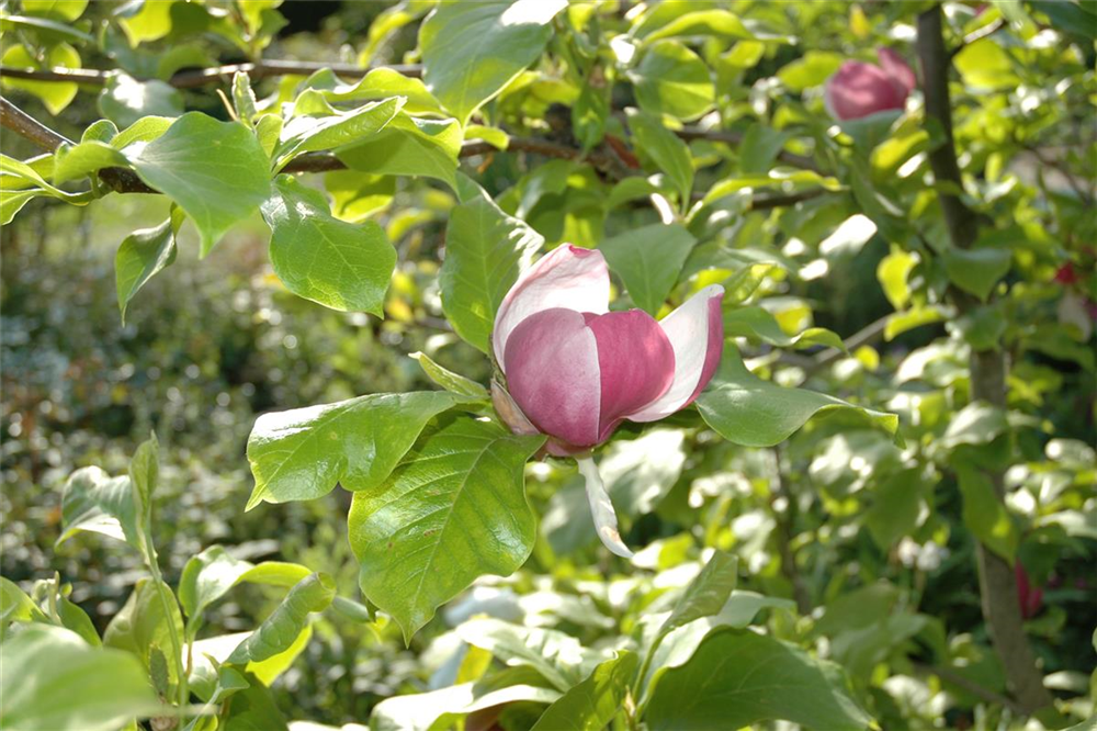 Tulpen-Magnolie