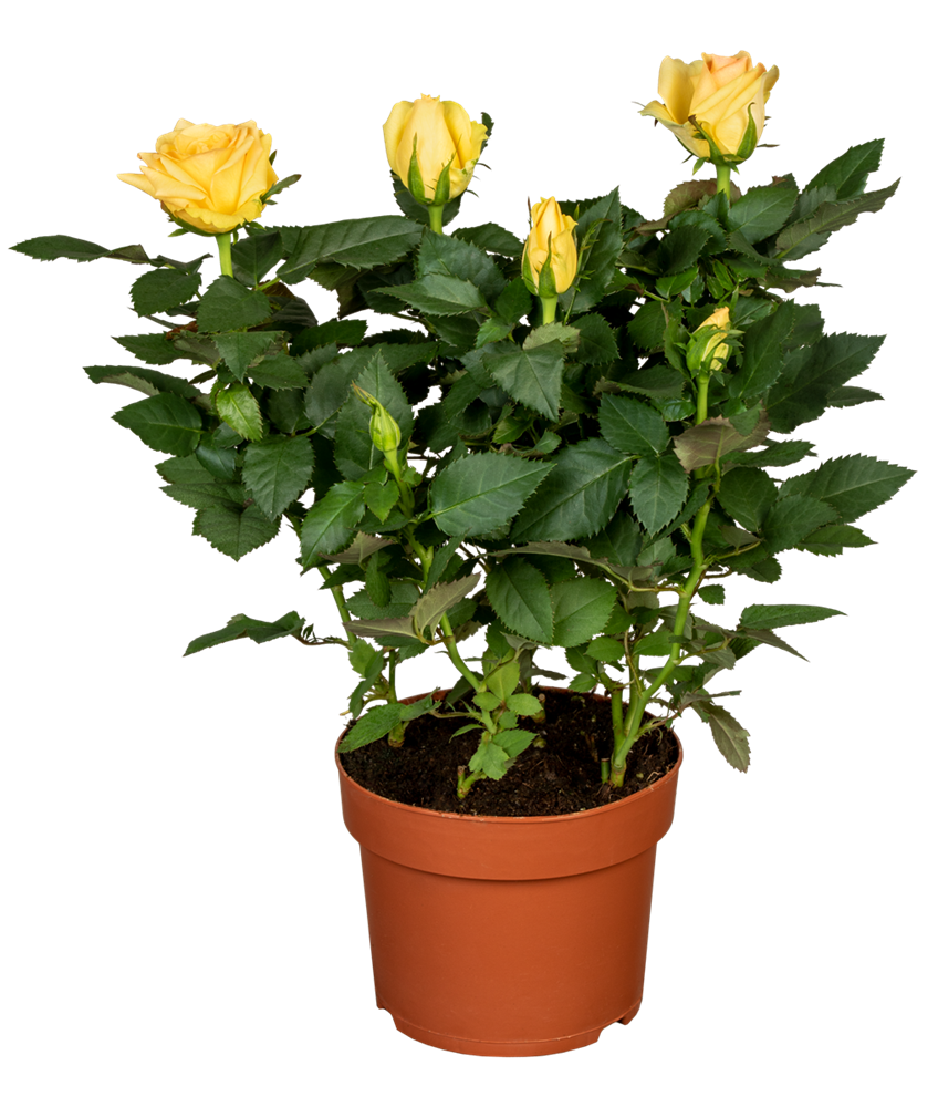Topfrose
