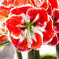 Amaryllis,  Blüte rot/weiß