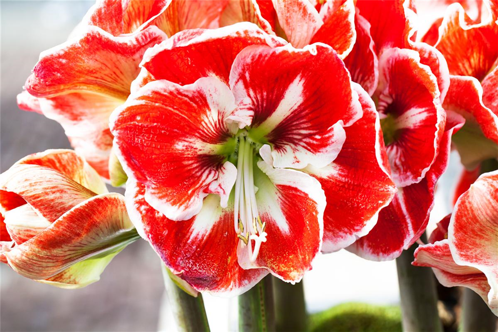 Amaryllis,  Blüte rot/weiß