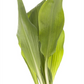 Bärlauch