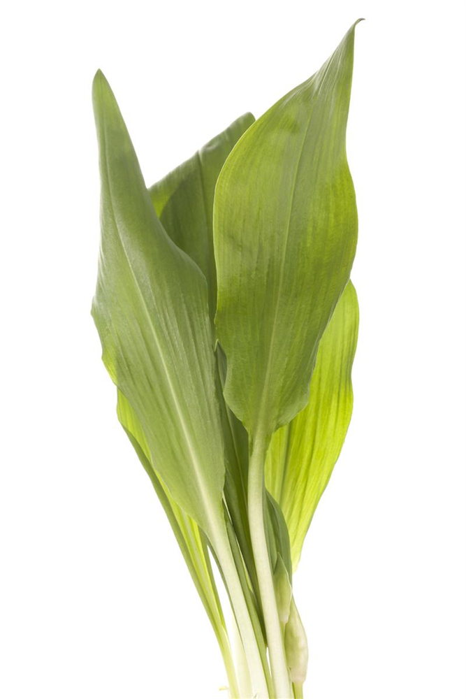 Bärlauch