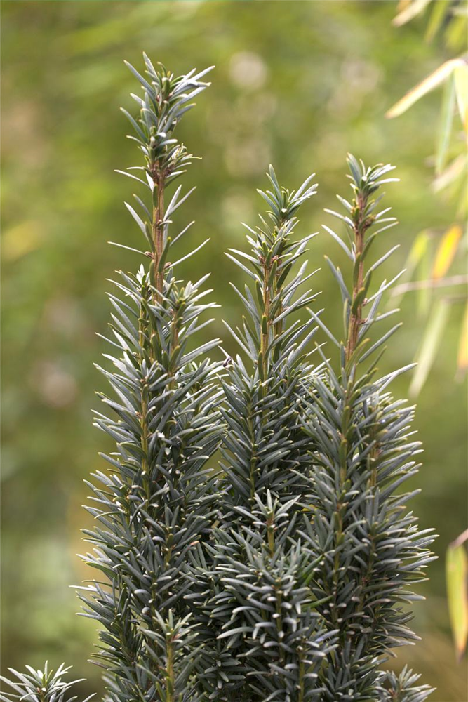 Schmale Säuleneibe 'Fastigiata Robusta'