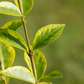 Goldliguster-Hecke