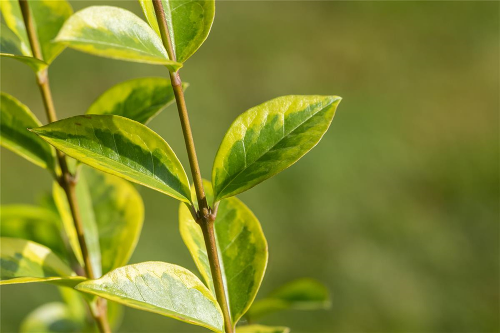 Goldliguster-Hecke