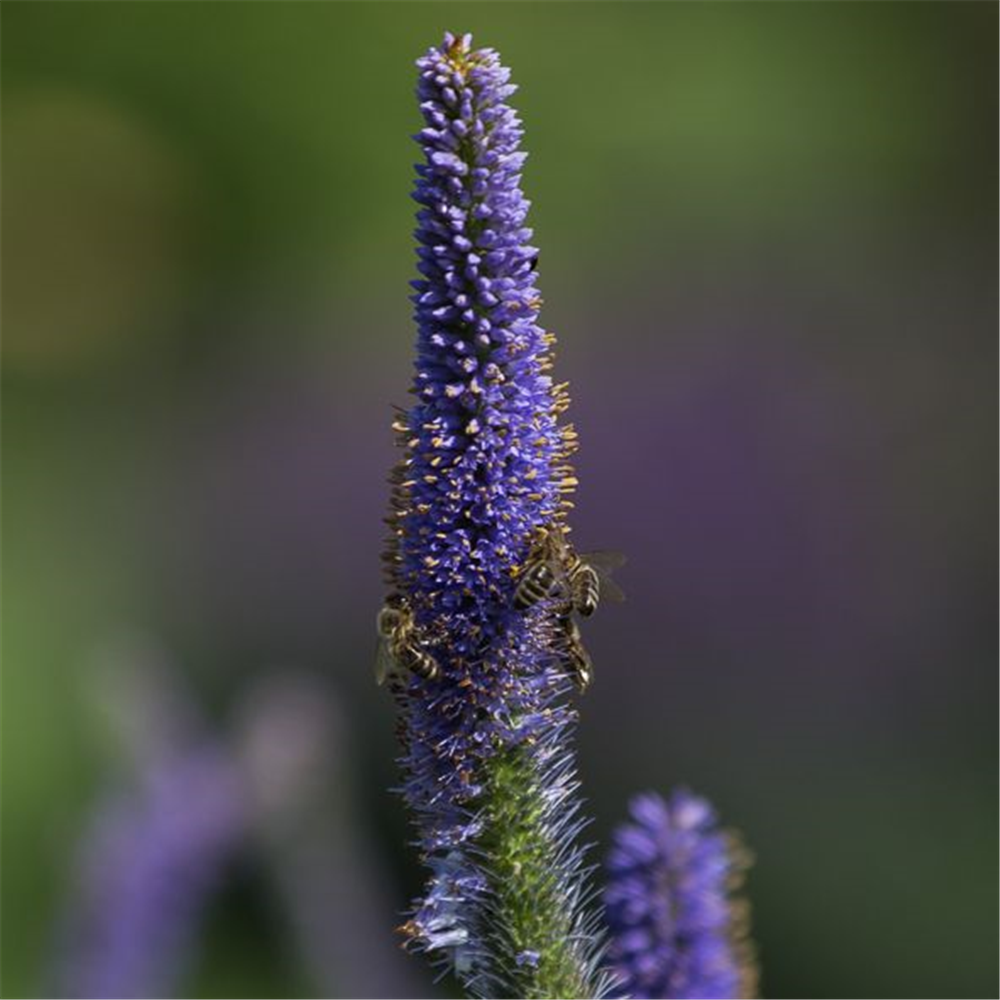 Asiatischer Kandelaberehrenpreis 'Apollo'