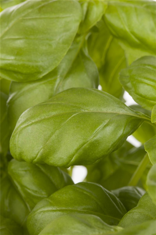 Basilikumsamen 'Genoveser'