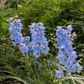 Delphinium x bellad.'Ballkleid'