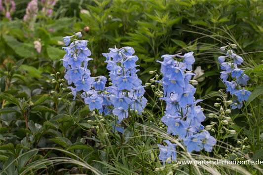 Delphinium x bellad.'Ballkleid'
