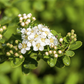 Strauchspiere 'Snowmound'