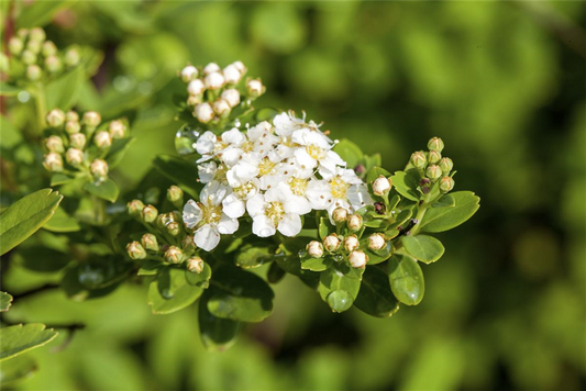 Strauchspiere 'Snowmound'