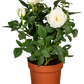 Topfrose