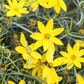 Coreopsis verticillata 'Zagreb'
