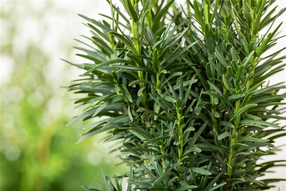 Schmale Säuleneibe 'Fastigiata Robusta'